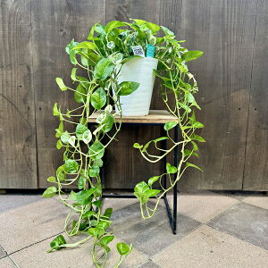  ϗtAF|gX 񂹐A*6 ZA[g GWC O[oO[