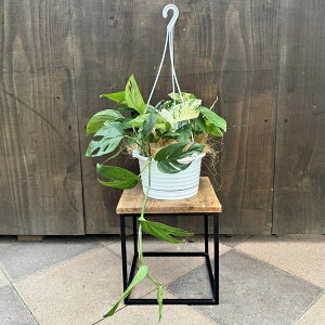 ϗtAFGsvisic}[u*6 ݂蔫 nuJY