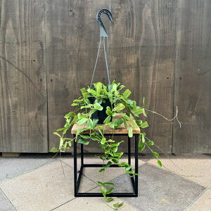 @ϗtAFz cfBtHA*4݂蔫