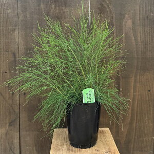 @ϗtA@I[W[vcFJXAi@N}IE*^}N}IE@ʖؖ