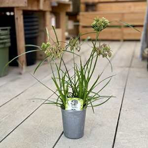 ϗtA c OXFVyX@Oo[Ar[*TCvX 3