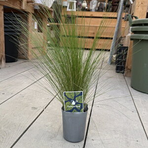 ϗtA c OXFXeBp@C`[*Stipa ichu 3