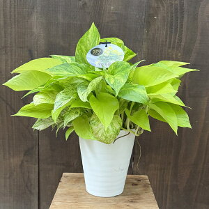  ϗtAF|gX ~bNX*5 ZA[g