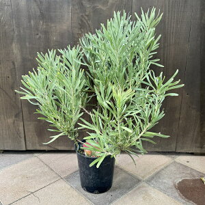  ϗtA ԕcFveA@sNV[*7@i͂܂