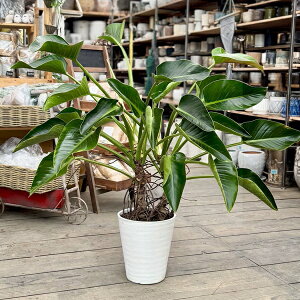 ϗtAFtBfh ~IY*8 ZA[gA@i͂