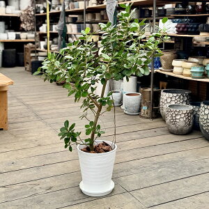 ϗtAFtBJX p_KW} A*ZA[g8 Mt o[N i2 ^}g֔z