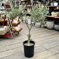 おしゃれ　観葉植物：オリーブの木 ピクアル 8号*現品10　SOUJU 創樹 そうじゅ Picual　大型ヤマト便