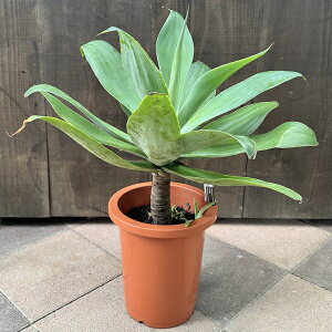 ϗtAFAKx@Aei[^*8@i͂@^}g