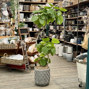 ������� �ϗt�A���F�t�B�J�X �E���x���[�^*���J�o�[ ���z���� ���i�����͂� ��^����}��