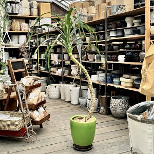  ϗtAFp_iX ƂȂ^RmL*̖ A Mt z i͂ ^