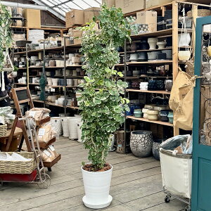  ϗtAF|VX }Mi[^*ZA[gA Mt o[N`bv i͂ ^֔z