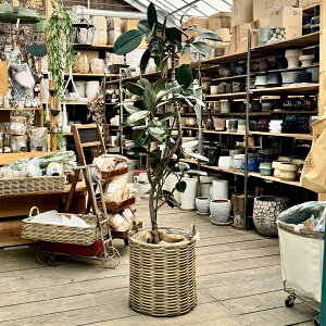  ϗtAFtBJX o[KfB Jo[*NS̖ i 2ł͂ ^}