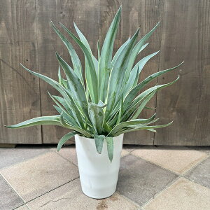 ϗtAFAKx xlYG *fXeBA[i 7v|bg i͂@Agave desmettiana