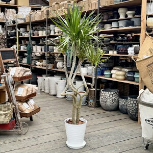 ϗtAFhZi RVl *8ZA[g Mt o[N`bv i͂ ^z