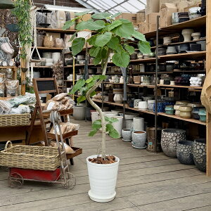 おしゃれ 観葉植物:フィカス ウンベラータ 鉢植え*セラアート 皿付き バーク飾り 現品をお届け 大型佐川急便