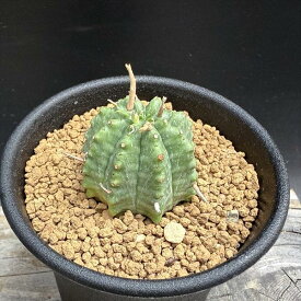☆特価☆多肉植物：ユーフォルビア バリダ*SS　幅3cm