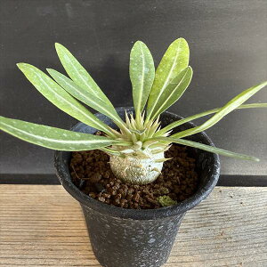 R[fbNXFpL|fBE GulE *L@򍪕2.5cm