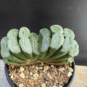 AFnI`A@ʐ@T51*9cm@@iIi