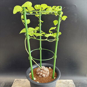 R[fbNXFAtJTb*򍪕6.5cm@iIi