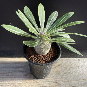 R[fbNXFpL|fBE b单 *M@򍪕3.5cm