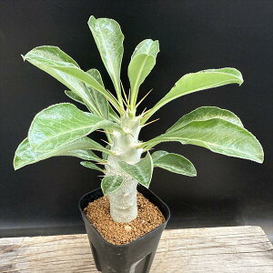 R[fbNXFpL|fBE TfV[ n@*򍪕3cm