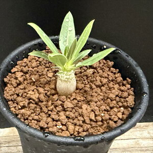 R[fbNXFpL|fBE b单 *~j@򍪕1cm