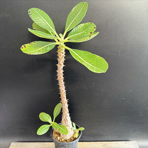 R[fbNXFpL|fBE EB][ *t24cm@iIi