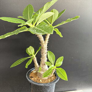 R[fbNXFpL|fBE EB][ *t22cm@iIi