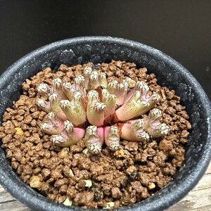 AFRmtBc bNztB[ Q*S4.5cm