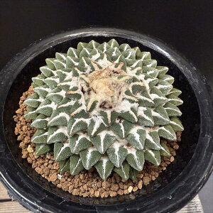 T{eFAIJvX@O@*9cm@i@i