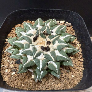 T{eFAIJvX@nO@*6.5cm@i@i