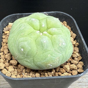 T{eFtHtH@GHʁ@*5.5cm@iIi