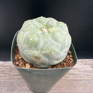 T{eFtHtH@GHʁ@*7cm@iIi