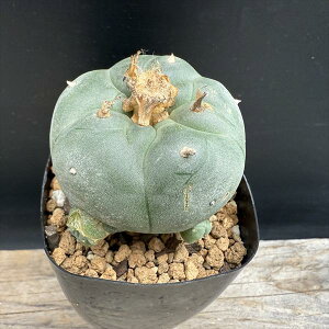 T{eFtHtH@GHʁ@*5.5cm@iIi