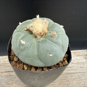 T{eFtHtH@GHʁ@*6cm@iIi