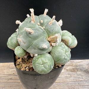 T{eFtHtH@GH *8.5cm@iIi