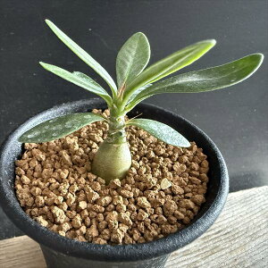 R[fbNXFpL|fBE TL^*~j@򍪕1.2cm@ԏ