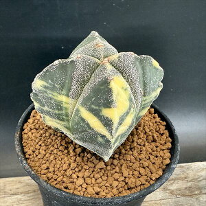 T{eFAXgtBc@lpaPʋс@*7cm@iIi