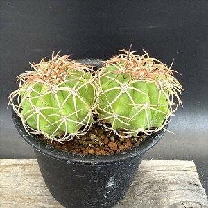 T{eFtFJN^X@J×Jʁ@2*5cm@iIi@ԏ