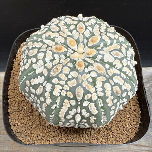 T{eFAXgtBc  *6.5cm@iIi