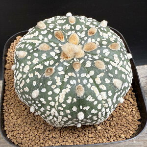 T{eFAXgtBc  *6.5cm@iIi