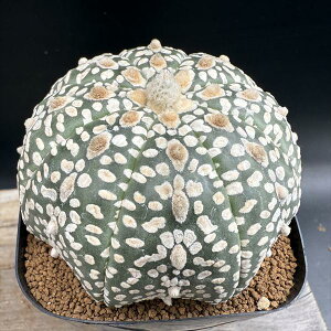 T{eFAXgtBc  *8cm@iIi