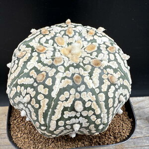 T{eFAXgtBc  *7cm@iIi