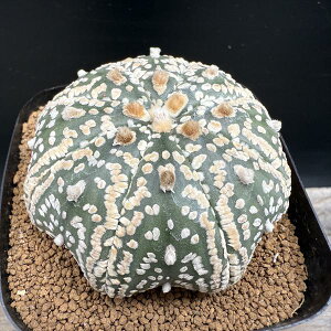 T{eFAXgtBc  *6.5cm@iIi