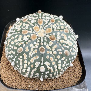 T{eFAXgtBc  *6.5cm@iIi