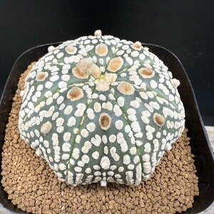 T{eFAXgtBc  *6cm@iIi