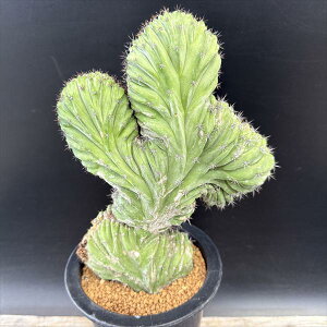 �T�{�e���F�g���R�Z���E�X�@�p�`���m�C�ԉ��@����*��15cm�@���i�I��i����