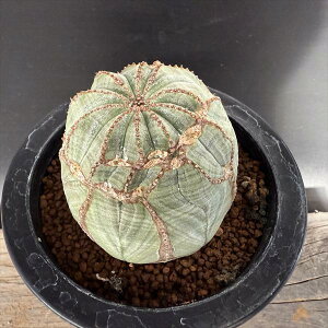 �R�[�f�b�N�X�F���[�t�H���r�A�@�I�x�T�@���X*��6cm�@���i�I��i����