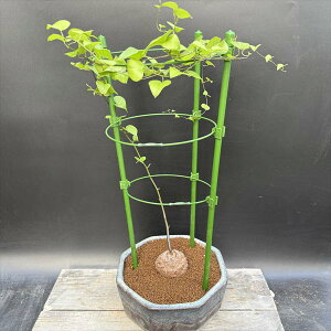 R[fbNXFAtJTb*򍪕6cm@iIi