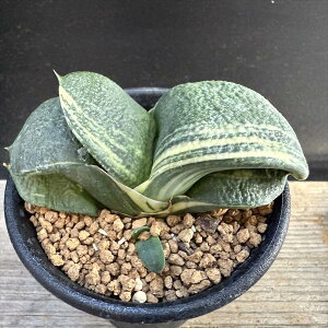 AFKXeA@狍*7.5cm@iIi